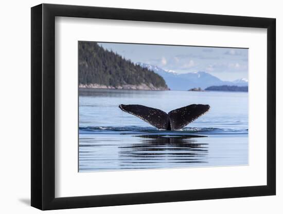 Adult humpback whale (Megaptera novaeangliae), flukes-up dive in Glacier Bay National Park-Michael Nolan-Framed Photographic Print