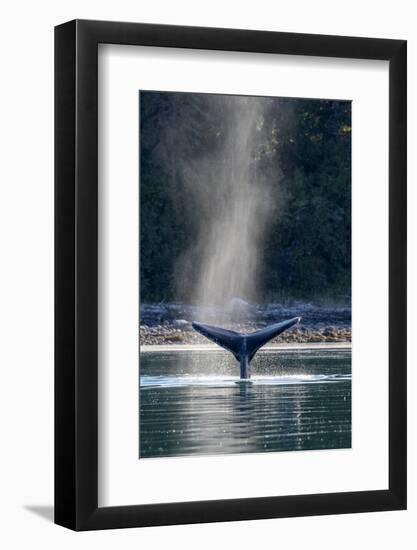 Adult humpback whale (Megaptera novaeangliae) flukes-up dive in Glacier Bay National Park-Michael Nolan-Framed Photographic Print