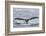 Adult humpback whale (Megaptera novaeangliae), flukes-up dive near Morris Reef, Southeast Alaska-Michael Nolan-Framed Photographic Print