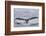 Adult humpback whale (Megaptera novaeangliae), flukes-up dive near Morris Reef, Southeast Alaska-Michael Nolan-Framed Photographic Print