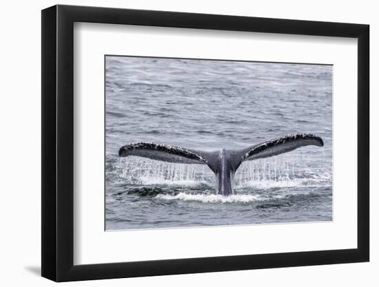 Adult humpback whale (Megaptera novaeangliae), flukes-up dive near Morris Reef, Southeast Alaska-Michael Nolan-Framed Photographic Print