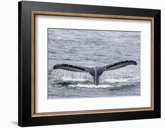 Adult humpback whale (Megaptera novaeangliae), flukes-up dive near Morris Reef, Southeast Alaska-Michael Nolan-Framed Photographic Print