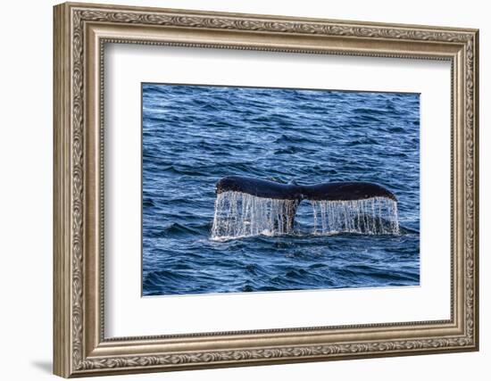 Adult Humpback Whale (Megaptera Novaeangliae) Flukes-Up Dive-Michael Nolan-Framed Photographic Print