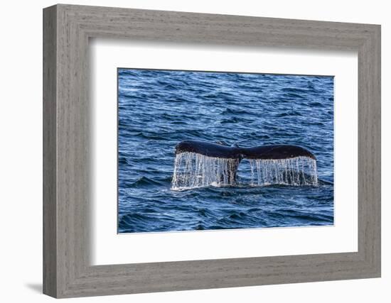 Adult Humpback Whale (Megaptera Novaeangliae) Flukes-Up Dive-Michael Nolan-Framed Photographic Print