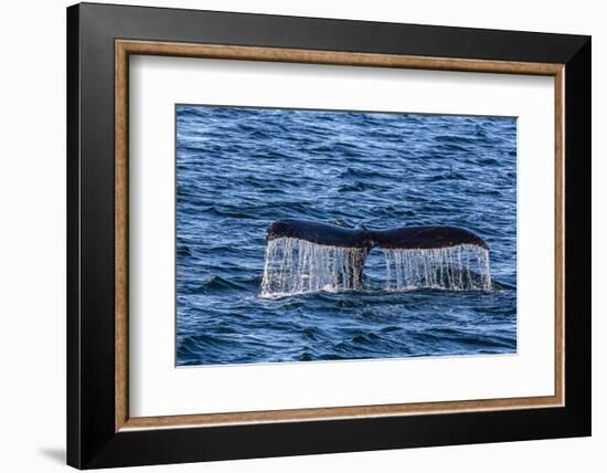 Adult Humpback Whale (Megaptera Novaeangliae) Flukes-Up Dive-Michael Nolan-Framed Photographic Print