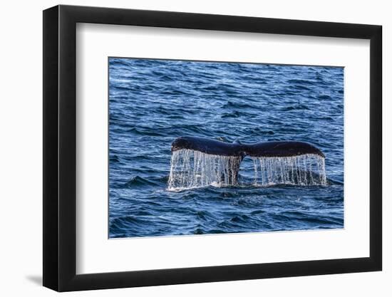 Adult Humpback Whale (Megaptera Novaeangliae) Flukes-Up Dive-Michael Nolan-Framed Photographic Print