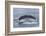 Adult Humpback Whale (Megaptera Novaeangliae)-Michael Nolan-Framed Photographic Print