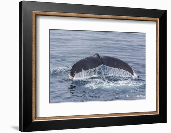 Adult Humpback Whale (Megaptera Novaeangliae)-Michael Nolan-Framed Photographic Print