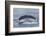 Adult Humpback Whale (Megaptera Novaeangliae)-Michael Nolan-Framed Photographic Print