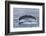 Adult Humpback Whale (Megaptera Novaeangliae)-Michael Nolan-Framed Photographic Print