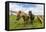 Adult Icelandic Horses (Equus Ferus Caballus), on a Farm on the Snaefellsnes Peninsula, Iceland-Michael Nolan-Framed Premier Image Canvas