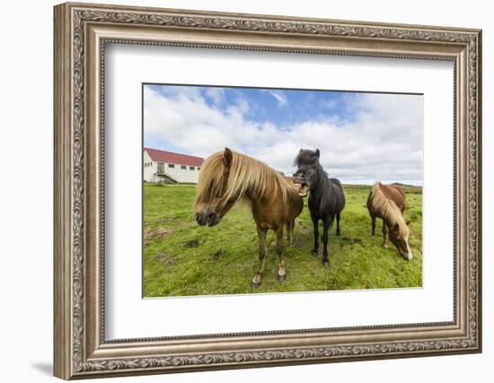 Adult Icelandic Horses (Equus Ferus Caballus), on a Farm on the Snaefellsnes Peninsula, Iceland-Michael Nolan-Framed Photographic Print