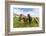 Adult Icelandic Horses (Equus Ferus Caballus), on a Farm on the Snaefellsnes Peninsula, Iceland-Michael Nolan-Framed Photographic Print