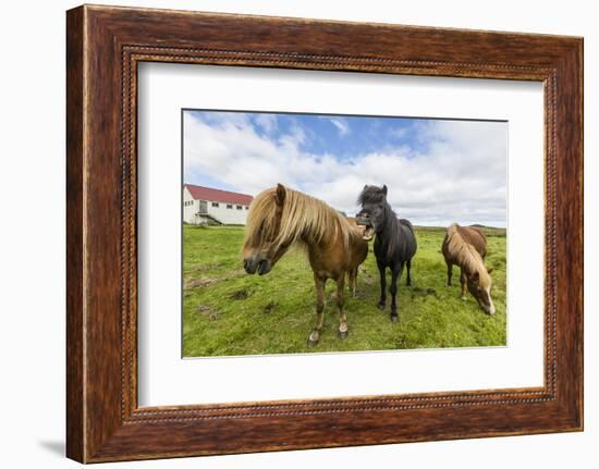 Adult Icelandic Horses (Equus Ferus Caballus), on a Farm on the Snaefellsnes Peninsula, Iceland-Michael Nolan-Framed Photographic Print