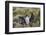 Adult Imperial Shag (Phalacrocorax Atriceps) Landing at Nest Site on New Island, Falkland Islands-Michael Nolan-Framed Photographic Print