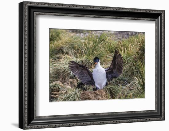 Adult Imperial Shag (Phalacrocorax Atriceps) Landing at Nest Site on New Island, Falkland Islands-Michael Nolan-Framed Photographic Print