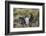 Adult Imperial Shag (Phalacrocorax Atriceps) Landing at Nest Site on New Island, Falkland Islands-Michael Nolan-Framed Photographic Print