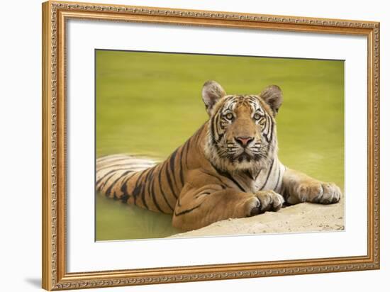 Adult Indochinese Tiger at the Waterside.-Dmitry Chulov-Framed Photographic Print