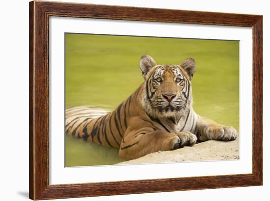 Adult Indochinese Tiger at the Waterside.-Dmitry Chulov-Framed Photographic Print