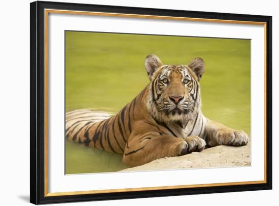 Adult Indochinese Tiger at the Waterside.-Dmitry Chulov-Framed Photographic Print