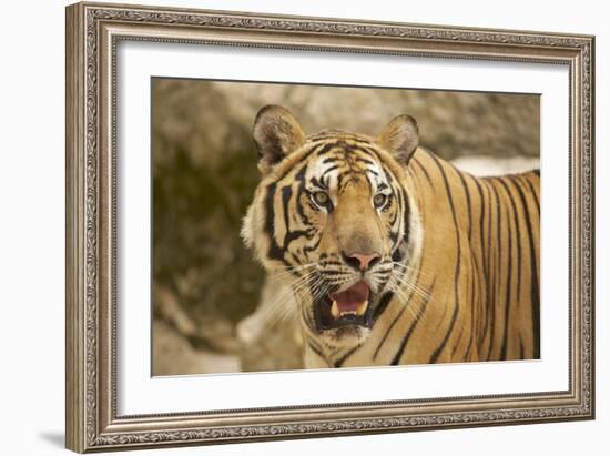 Adult Indochinese Tiger.-Dmitry Chulov-Framed Photographic Print