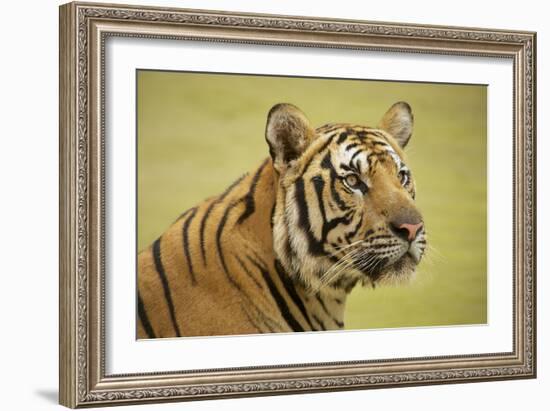 Adult Indochinese Tiger.-Dmitry Chulov-Framed Photographic Print
