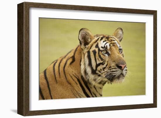 Adult Indochinese Tiger.-Dmitry Chulov-Framed Photographic Print