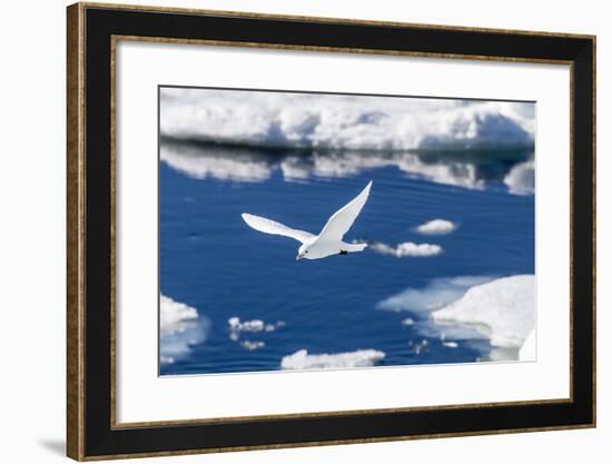 Adult Ivory Gull (Pagophila Eburnea)-Michael Nolan-Framed Photographic Print