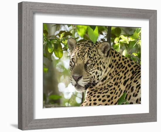 Adult jaguar (Panthera onca), on the riverbank of Rio Negro, Mato Grosso, Pantanal-Michael Nolan-Framed Photographic Print