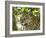 Adult jaguar (Panthera onca), on the riverbank of Rio Negro, Mato Grosso, Pantanal-Michael Nolan-Framed Photographic Print