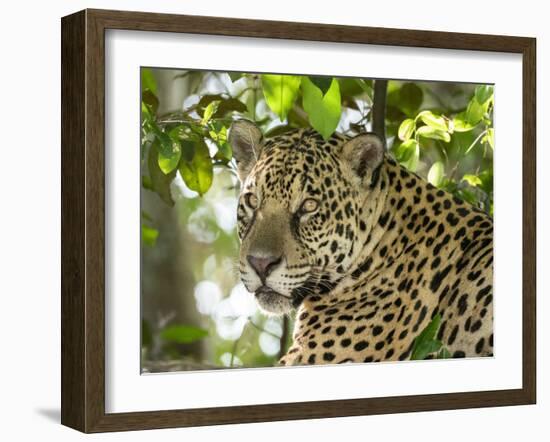 Adult jaguar (Panthera onca), on the riverbank of Rio Negro, Mato Grosso, Pantanal-Michael Nolan-Framed Photographic Print