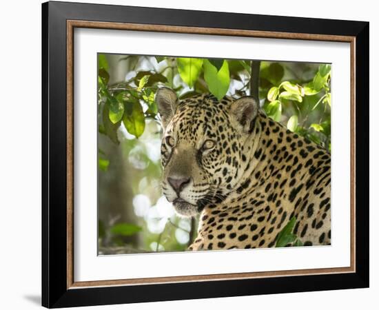 Adult jaguar (Panthera onca), on the riverbank of Rio Negro, Mato Grosso, Pantanal-Michael Nolan-Framed Photographic Print