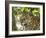 Adult jaguar (Panthera onca), on the riverbank of Rio Negro, Mato Grosso, Pantanal-Michael Nolan-Framed Photographic Print