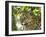 Adult jaguar (Panthera onca), on the riverbank of Rio Negro, Mato Grosso, Pantanal-Michael Nolan-Framed Photographic Print