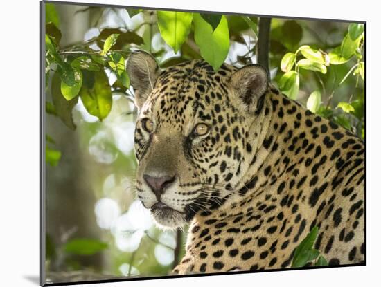 Adult jaguar (Panthera onca), on the riverbank of Rio Negro, Mato Grosso, Pantanal-Michael Nolan-Mounted Photographic Print