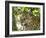 Adult jaguar (Panthera onca), on the riverbank of Rio Negro, Mato Grosso, Pantanal-Michael Nolan-Framed Photographic Print