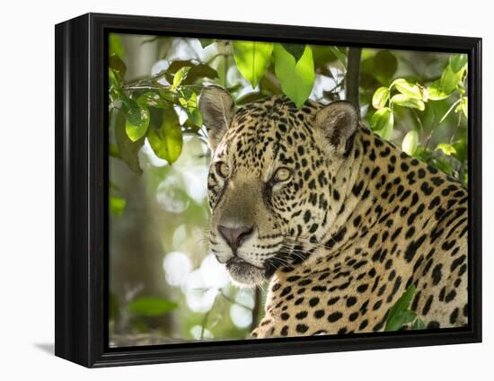 Adult jaguar (Panthera onca), on the riverbank of Rio Negro, Mato Grosso, Pantanal-Michael Nolan-Framed Premier Image Canvas