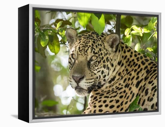 Adult jaguar (Panthera onca), on the riverbank of Rio Negro, Mato Grosso, Pantanal-Michael Nolan-Framed Premier Image Canvas