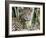 Adult jaguar (Panthera onca), on the riverbank of Rio Tres Irmao, Mato Grosso, Pantanal-Michael Nolan-Framed Photographic Print