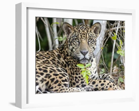 Adult jaguar (Panthera onca), on the riverbank of Rio Tres Irmao, Mato Grosso, Pantanal-Michael Nolan-Framed Photographic Print