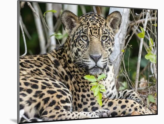 Adult jaguar (Panthera onca), on the riverbank of Rio Tres Irmao, Mato Grosso, Pantanal-Michael Nolan-Mounted Photographic Print