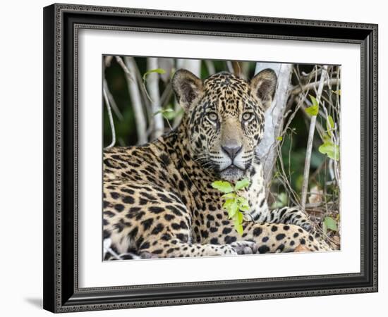 Adult jaguar (Panthera onca), on the riverbank of Rio Tres Irmao, Mato Grosso, Pantanal-Michael Nolan-Framed Photographic Print