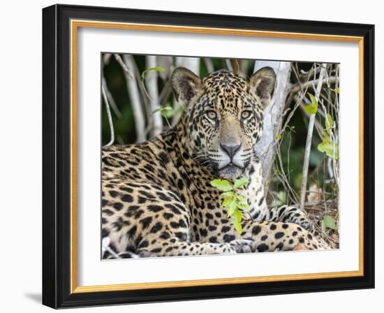 Adult jaguar (Panthera onca), on the riverbank of Rio Tres Irmao, Mato Grosso, Pantanal-Michael Nolan-Framed Photographic Print