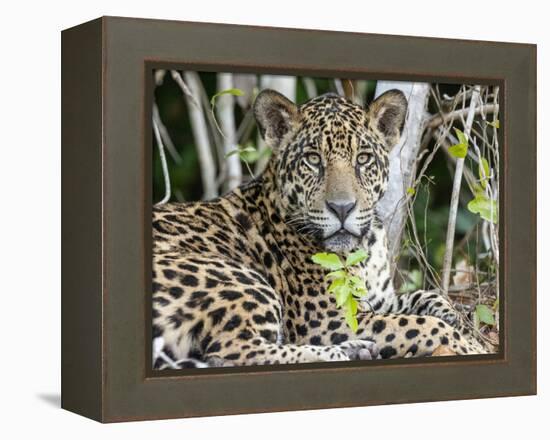 Adult jaguar (Panthera onca), on the riverbank of Rio Tres Irmao, Mato Grosso, Pantanal-Michael Nolan-Framed Premier Image Canvas