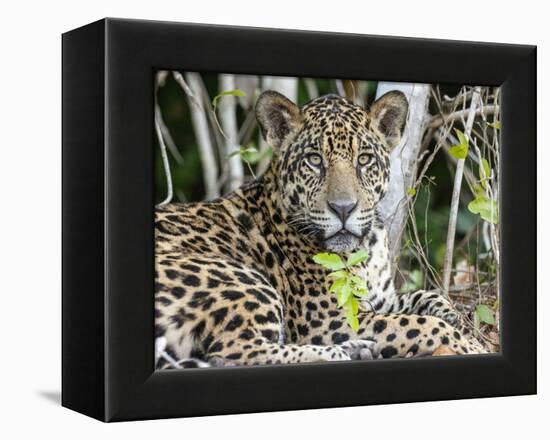 Adult jaguar (Panthera onca), on the riverbank of Rio Tres Irmao, Mato Grosso, Pantanal-Michael Nolan-Framed Premier Image Canvas