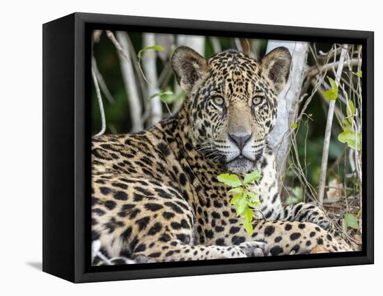 Adult jaguar (Panthera onca), on the riverbank of Rio Tres Irmao, Mato Grosso, Pantanal-Michael Nolan-Framed Premier Image Canvas