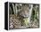 Adult jaguar (Panthera onca), on the riverbank of Rio Tres Irmao, Mato Grosso, Pantanal-Michael Nolan-Framed Premier Image Canvas
