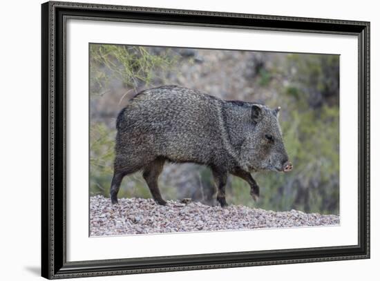 Adult javalina  in the Sonoran Desert suburbs of Tucson, Arizona, USA-Michael Nolan-Framed Photographic Print