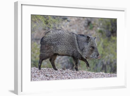 Adult javalina  in the Sonoran Desert suburbs of Tucson, Arizona, USA-Michael Nolan-Framed Photographic Print