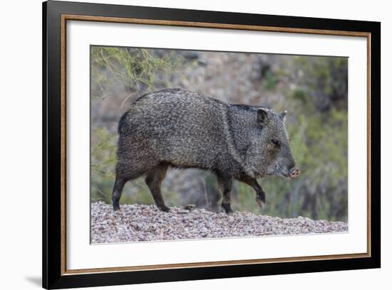 Adult javalina  in the Sonoran Desert suburbs of Tucson, Arizona, USA-Michael Nolan-Framed Photographic Print